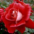 Realistic Red Rose